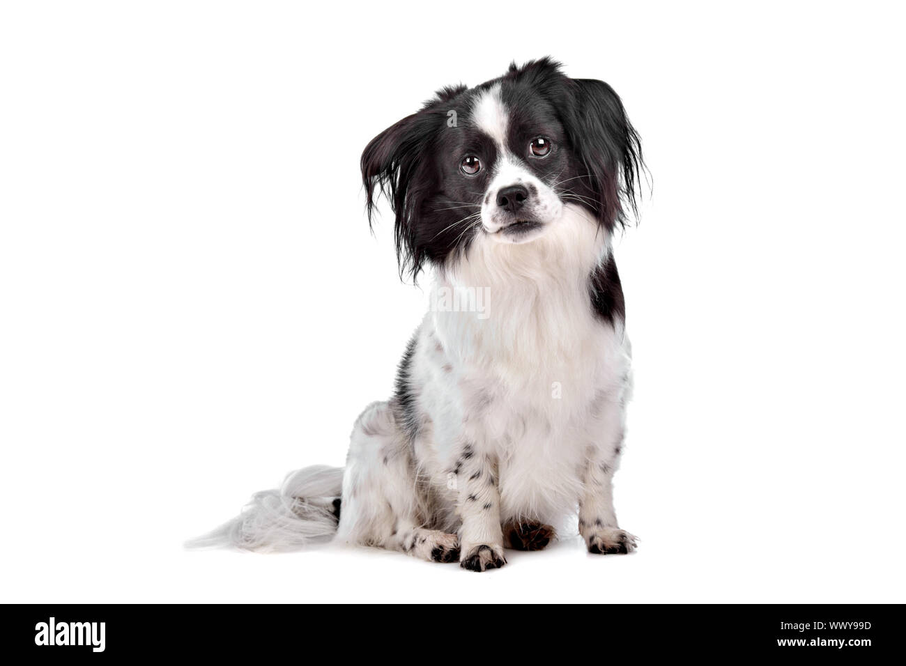 mixed breed dog in front of a white background Stock Photo - Alamy