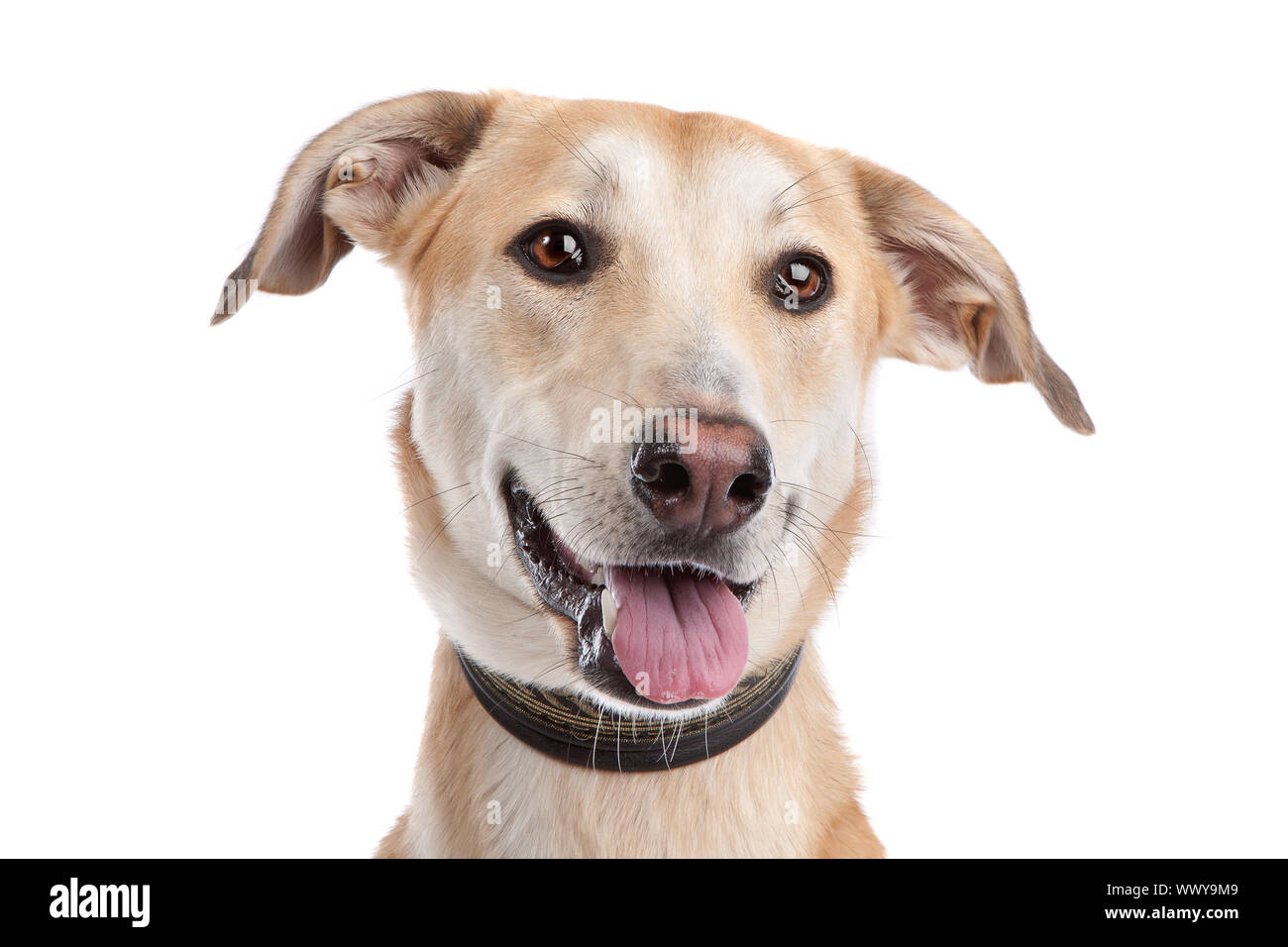 Mixed breed dog in front of a white background Stock Photo - Alamy