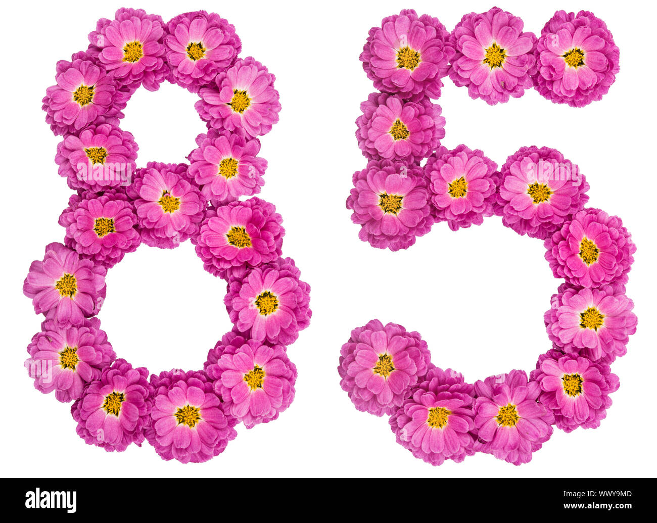 Arabic numeral 85, eighty five, from flowers of chrysanthemum, isolated on white background Stock Photo