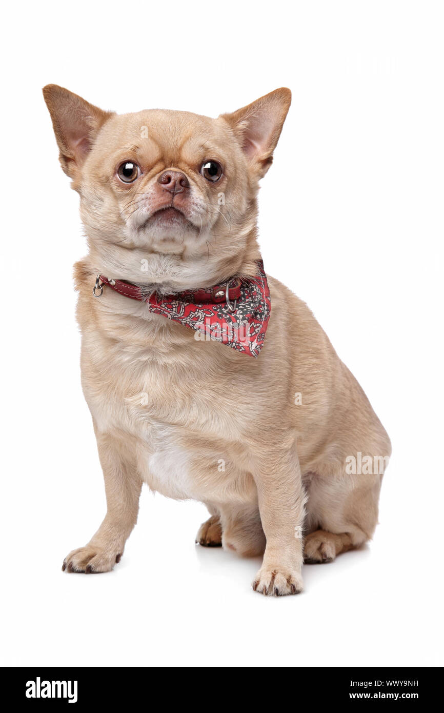 short haired fat chihuahua in front of a white background Stock Photo