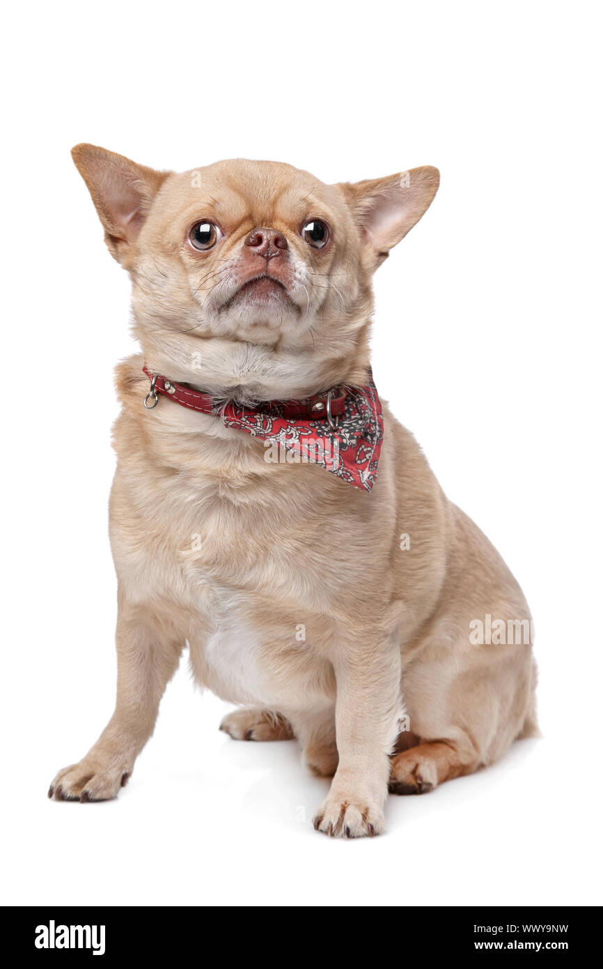 short haired fat chihuahua in front of a white background Stock Photo