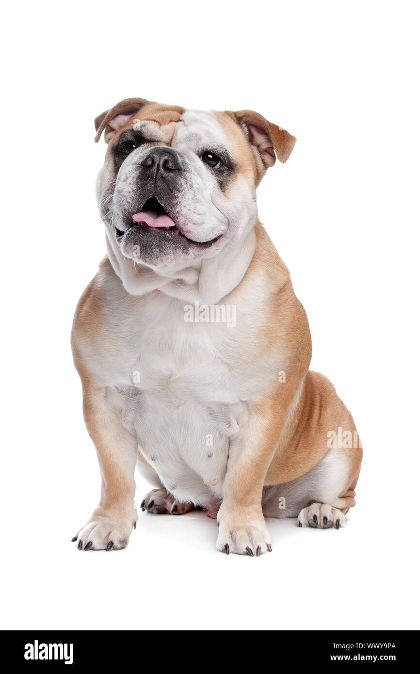 English bulldog in front of a white background Stock Photo