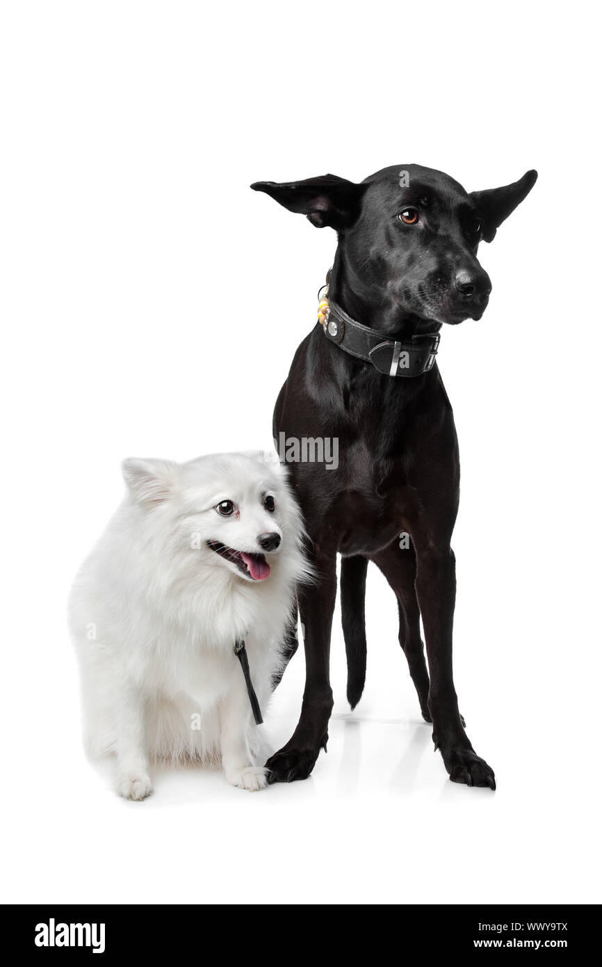 Keeshond Dutch Barge Dog and a black Shepherd mix in front of a