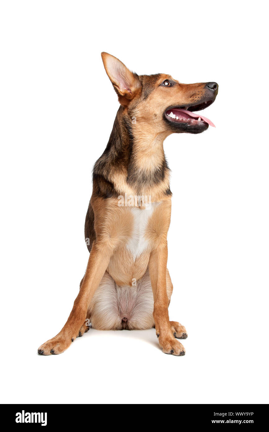 mixed breed dog in front of a white background Stock Photo - Alamy