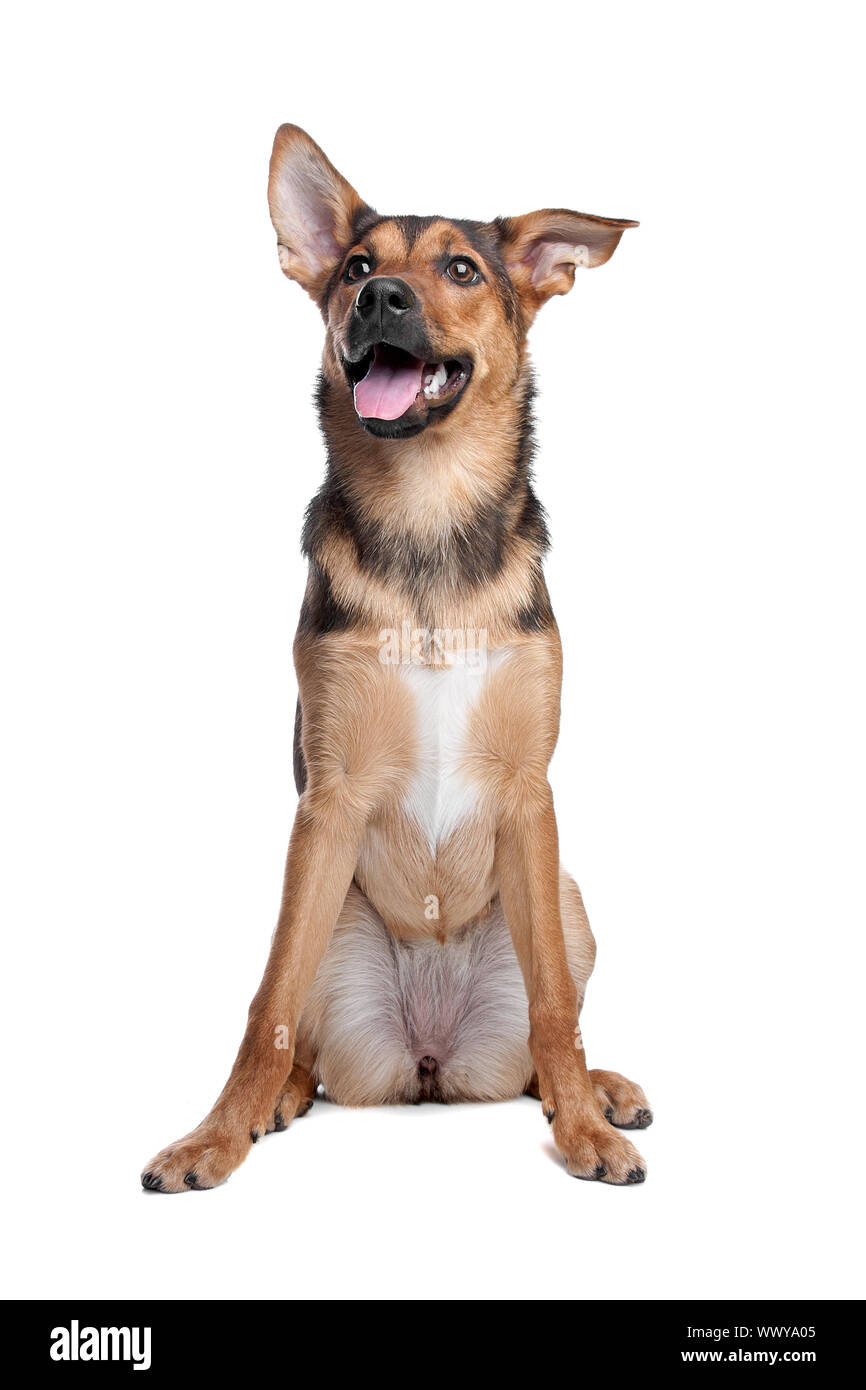 mixed breed dog in front of a white background Stock Photo - Alamy