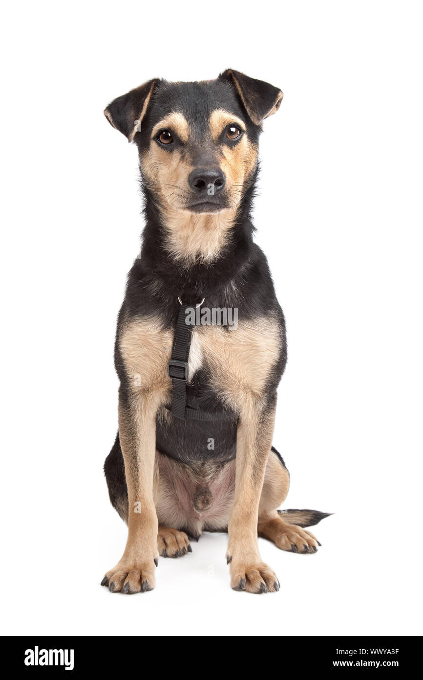 mixed breed dog in front of a white background Stock Photo - Alamy
