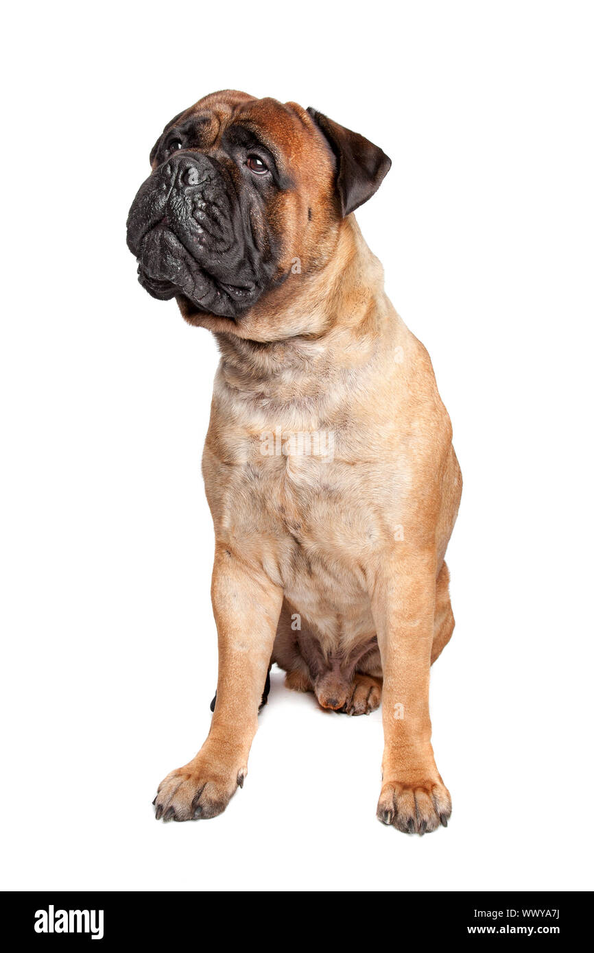 Bullmastiff in front of a white background Stock Photo - Alamy