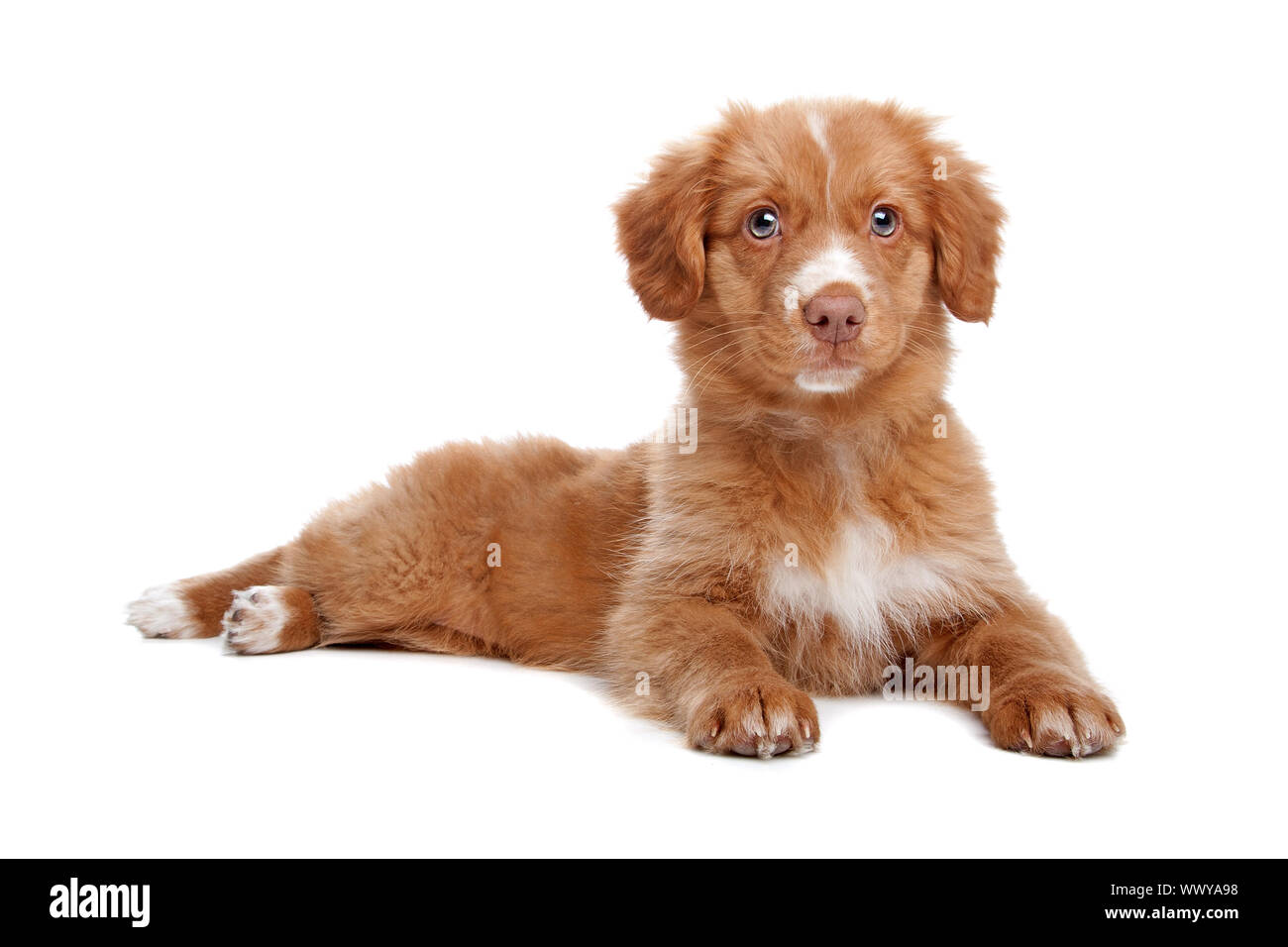 Nova Scotia Duck Tolling Retriever puppy in front of white Stock Photo