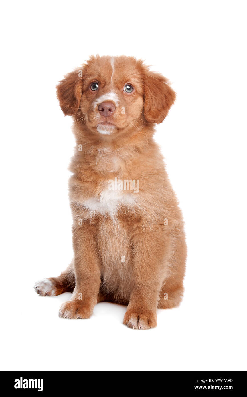 Nova Scotia Duck Tolling Retriever puppy in front of white Stock Photo