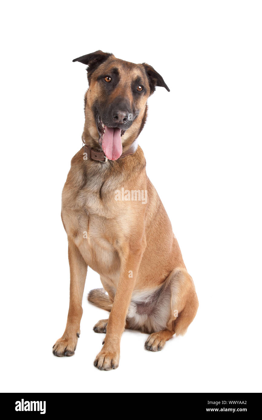 white malinois