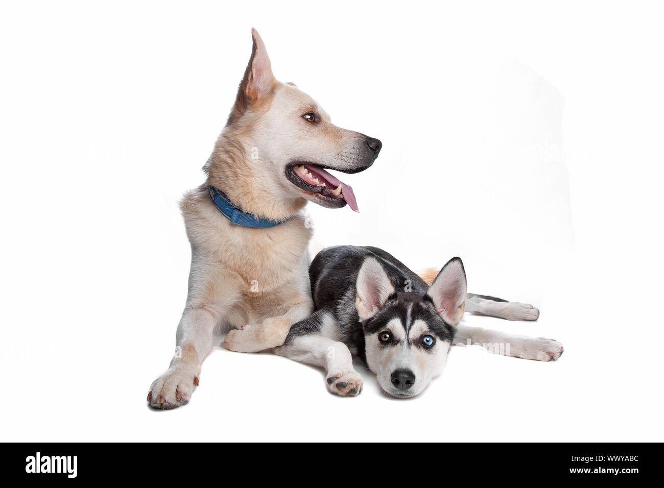 American indian husky 2025