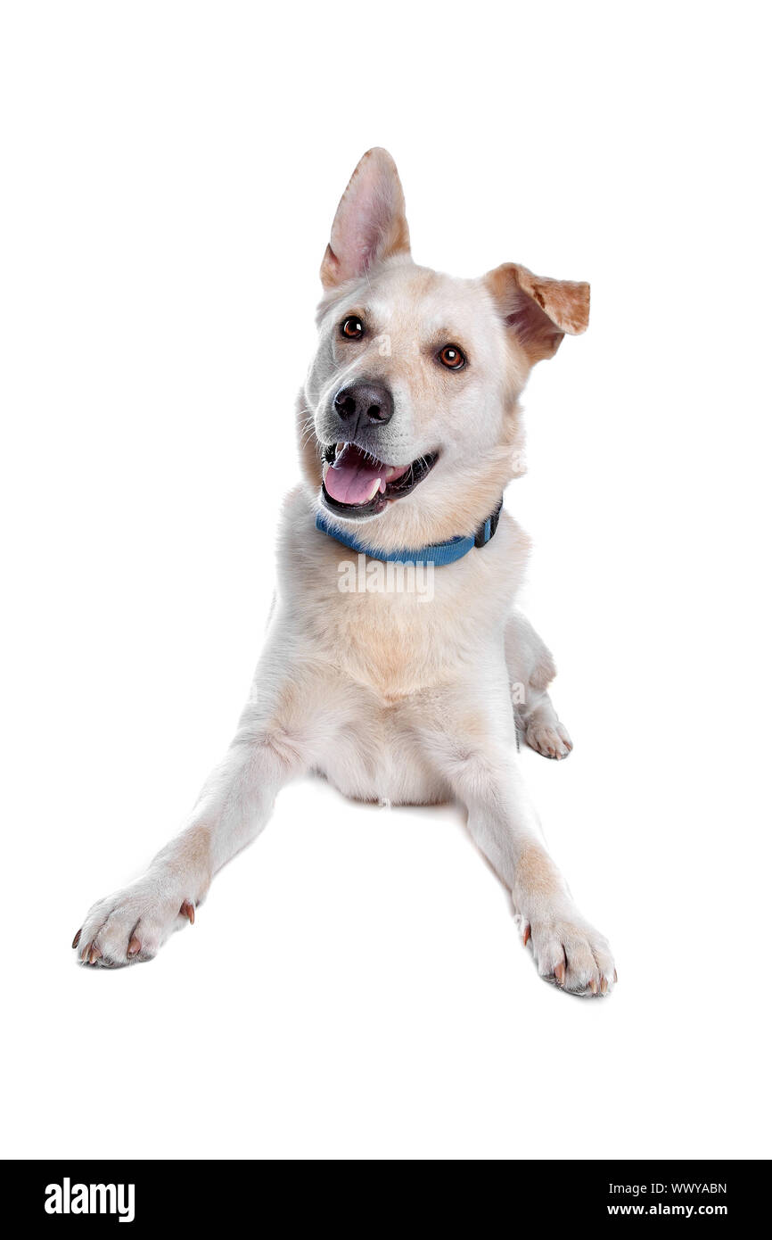 mixed breed dog in front of a white background Stock Photo - Alamy