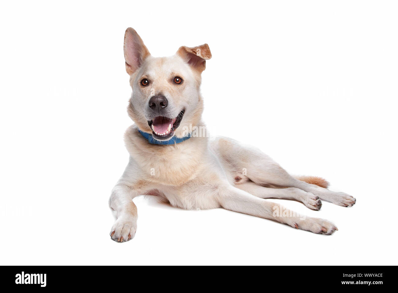 mixed breed dog in front of a white background Stock Photo - Alamy