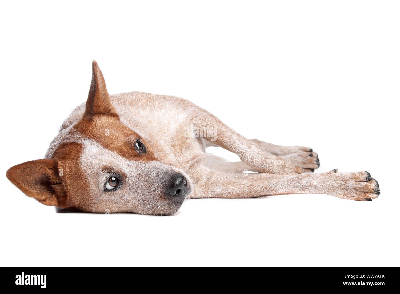 Australian Cattle Dog (red coat) in front of white background Stock