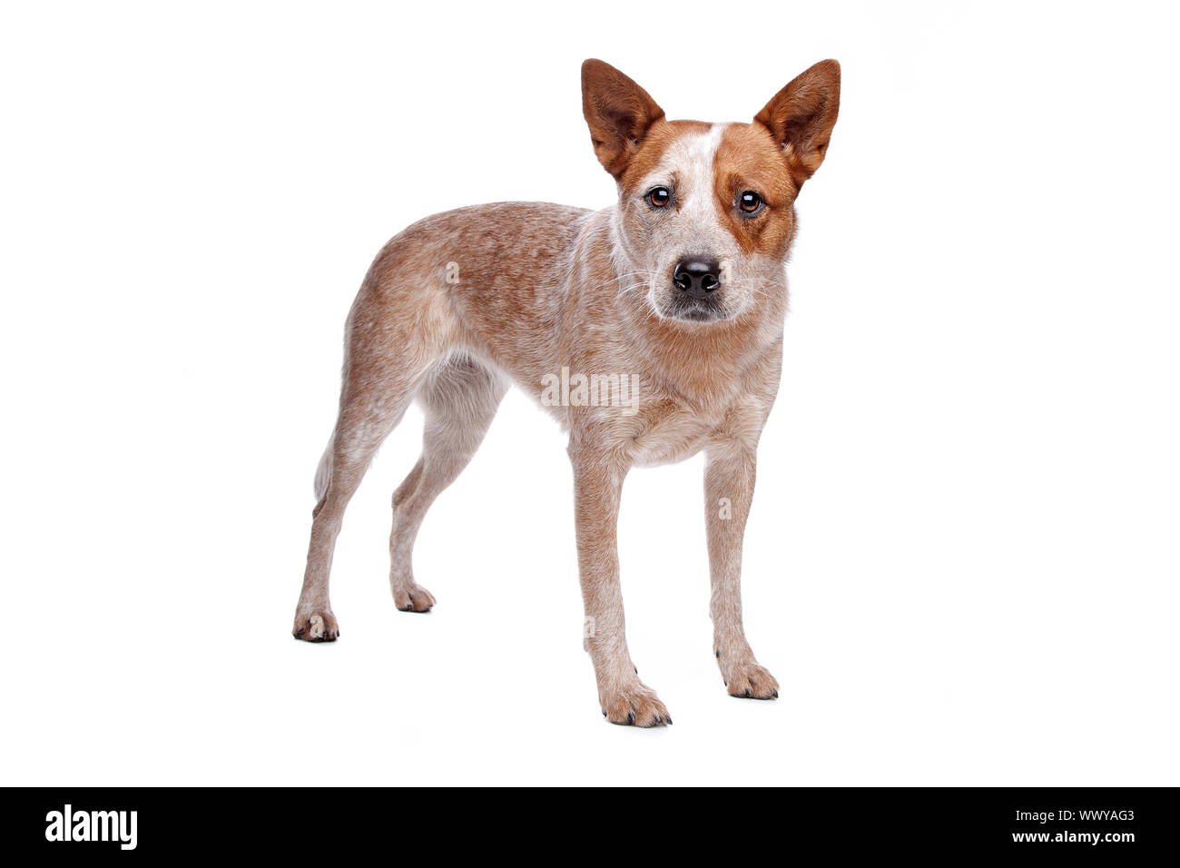 Australian Cattle Dog (red coat) in front of white background Stock