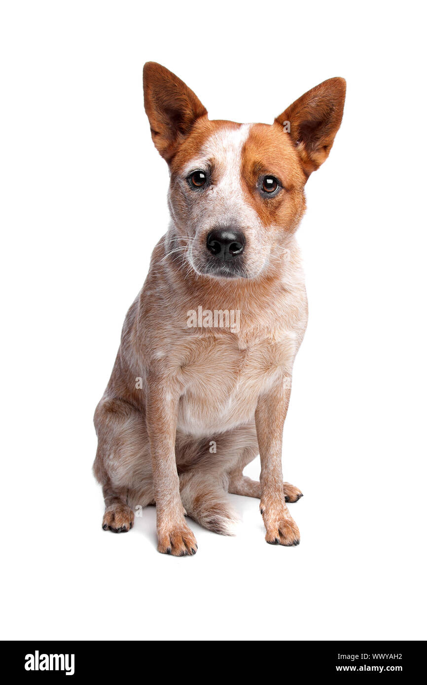 Australian Cattle Dog (red coat) in front of white background Stock