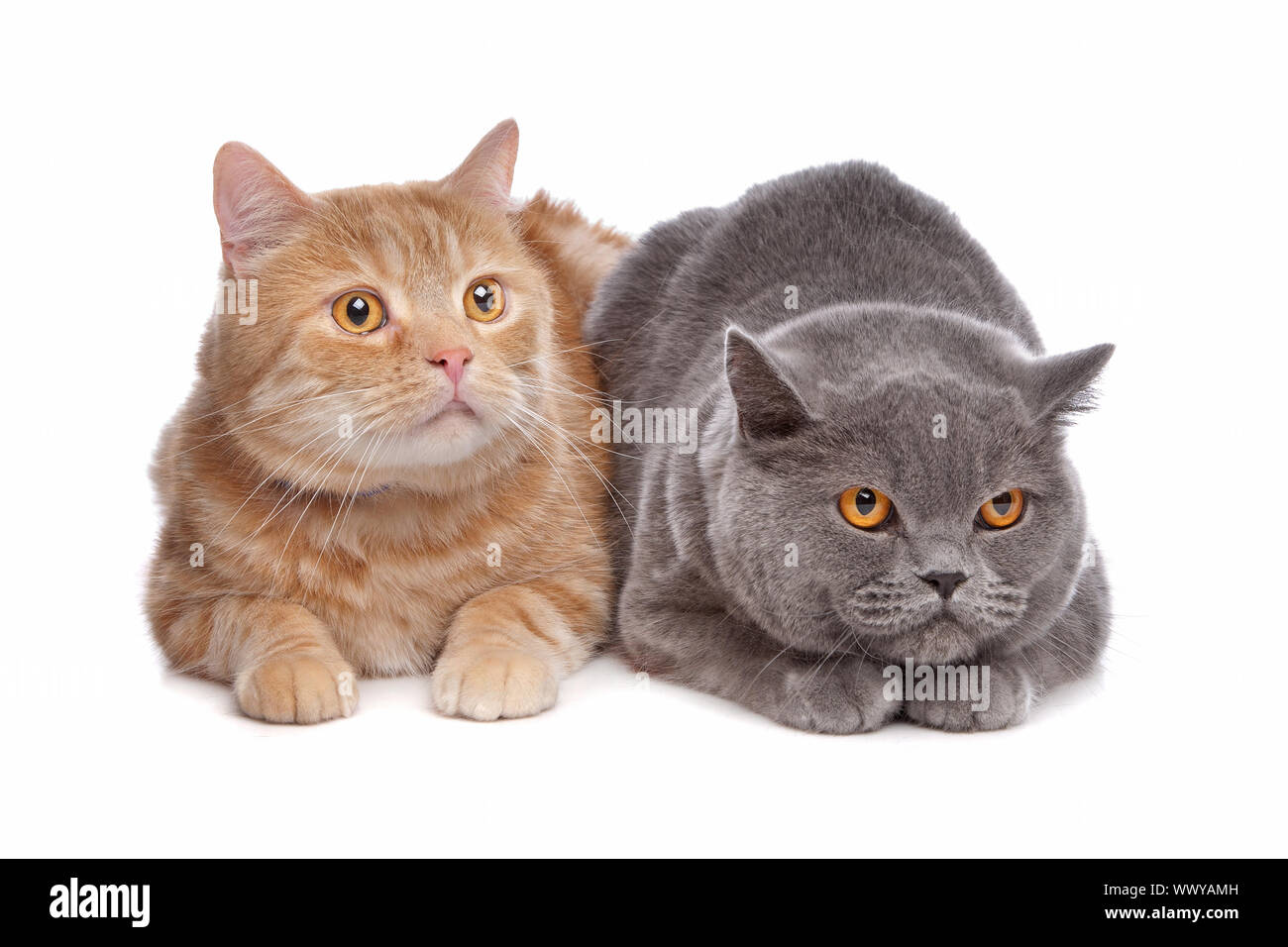 blue British Shorthair and a red maine coon cat in front of a white background Stock Photo Alamy