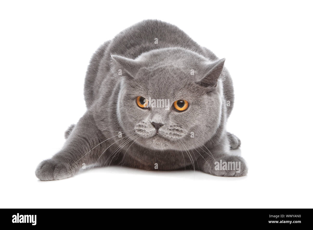 Blue British Shorthair Cat In Front Of A White Background Stock