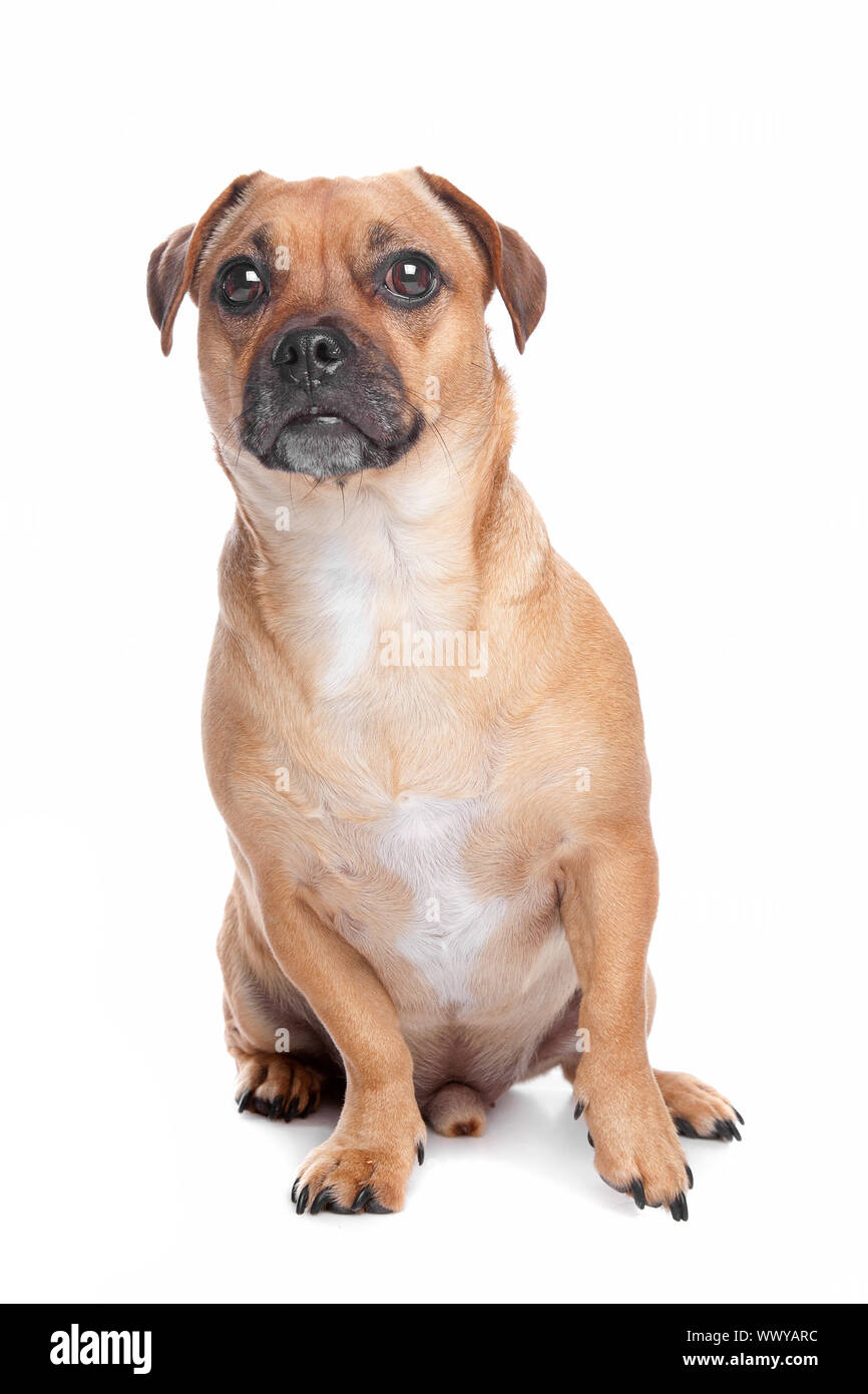 mixed breed dog, Jack Russel Terrier, pug Stock Photo - Alamy