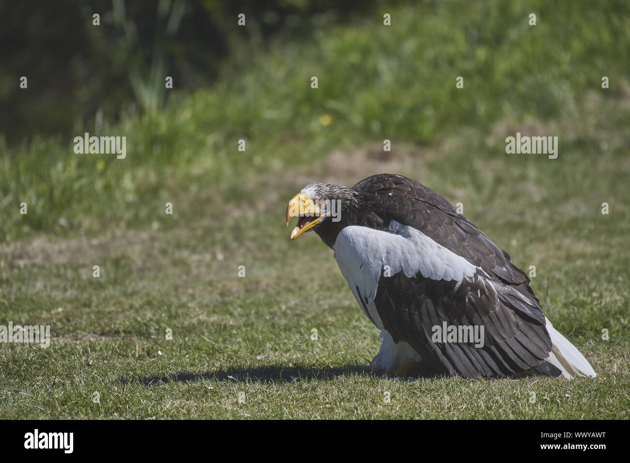 Giant sea eagles hi-res stock photography and images - Alamy