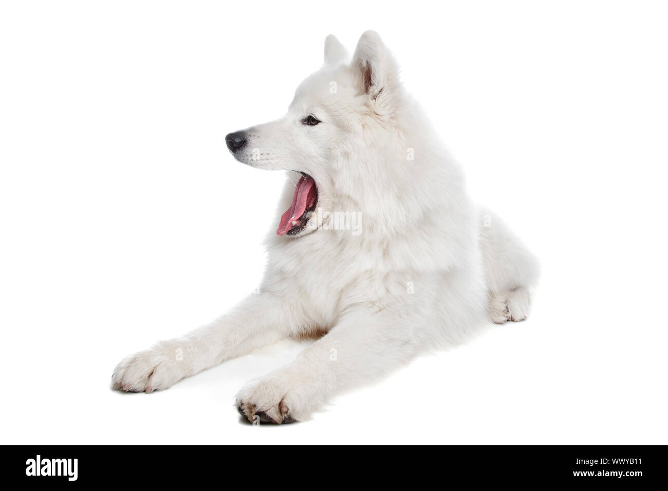 Samoyed Front Samoyed dog in front of a white background Stock Photo - Alamy