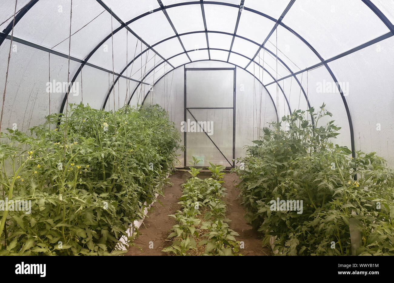 A small greenhouse for agricultural plants. Stock Photo