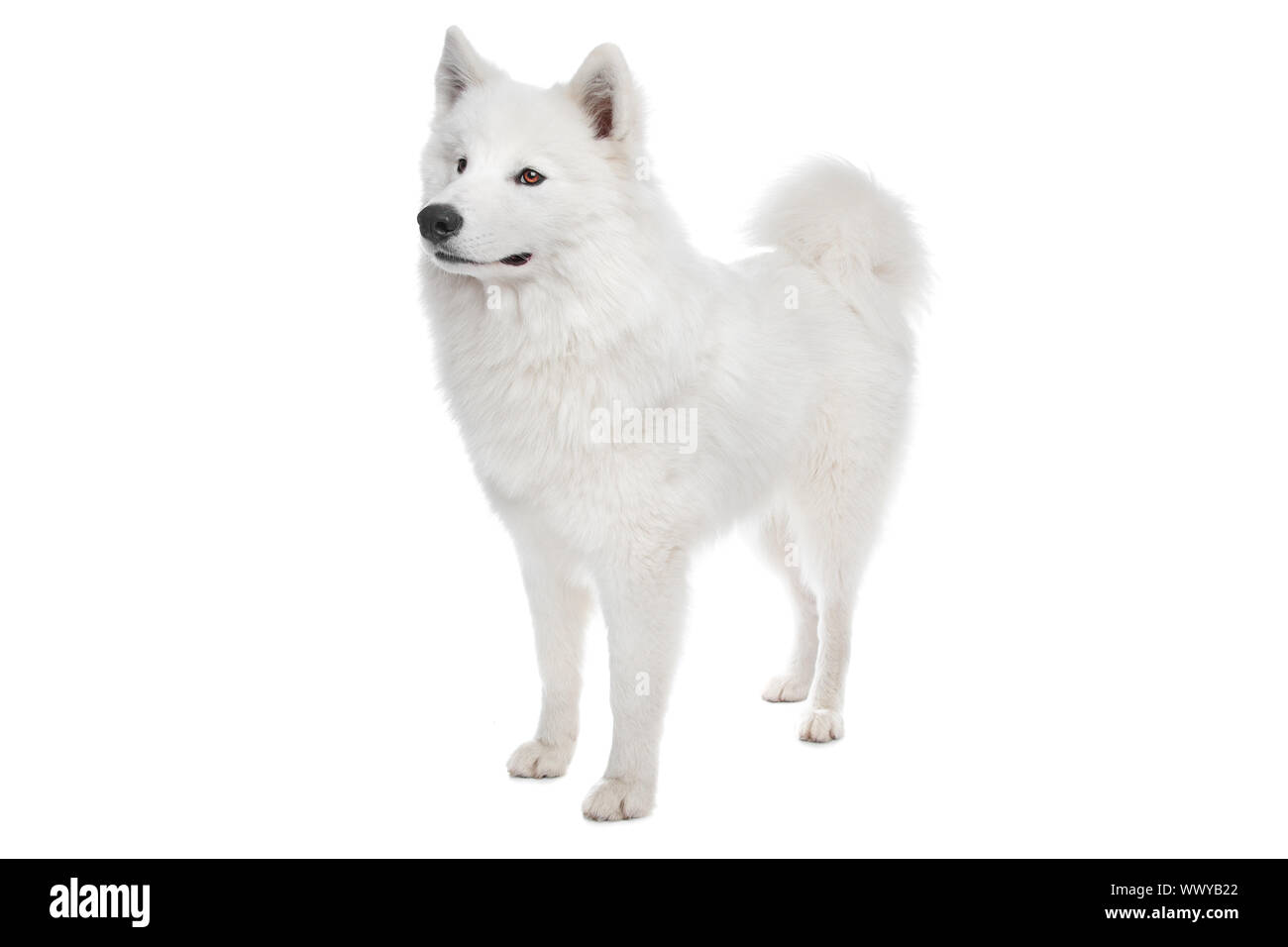 Samoyed Front Samoyed dog in front of a white background Stock Photo - Alamy