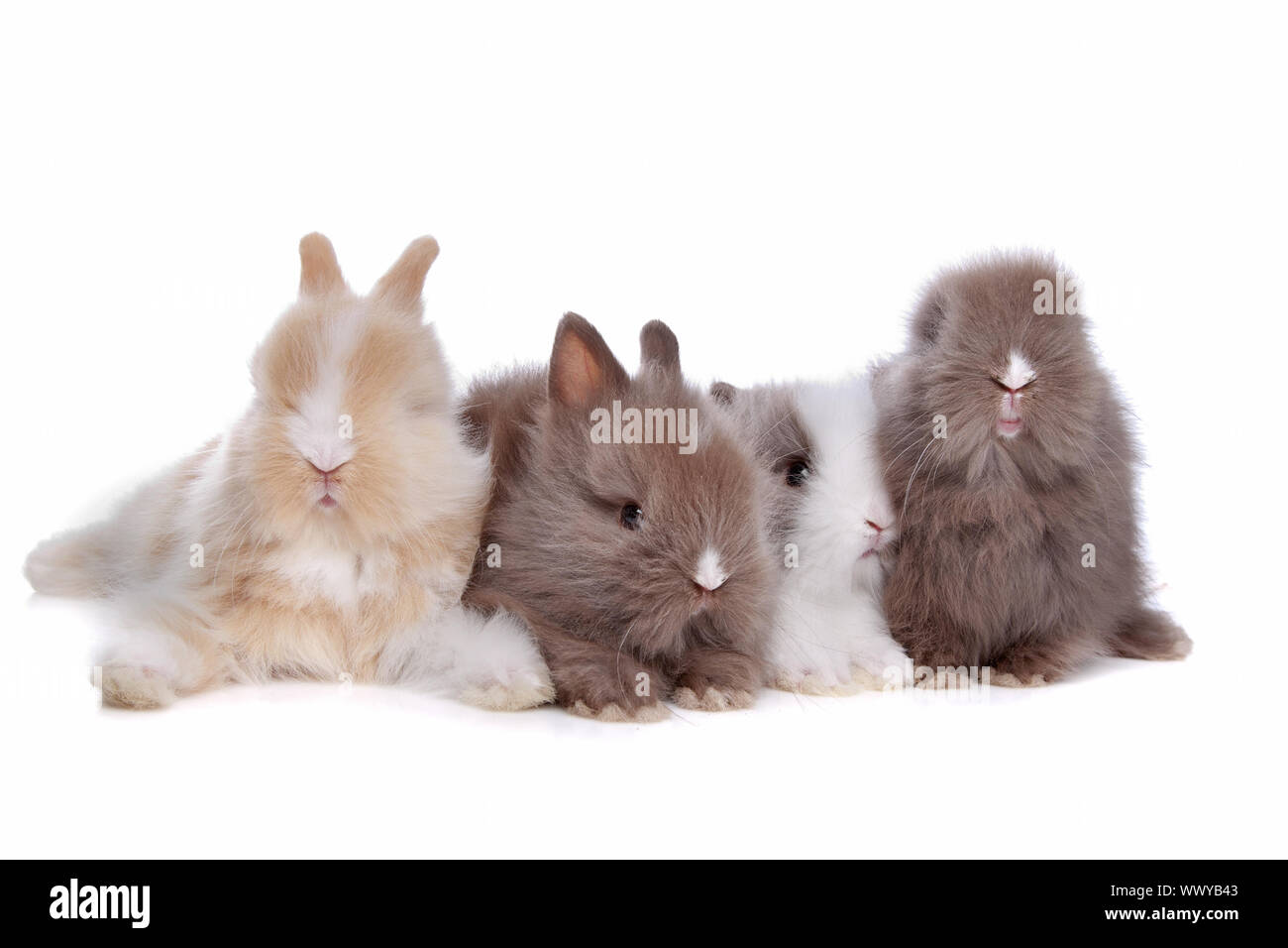 four young rabbits in a row in front of a white background Stock Photo ...