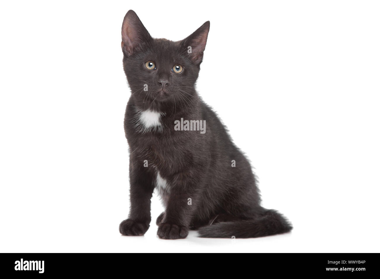 black kitten in front of a white background Stock Photo - Alamy