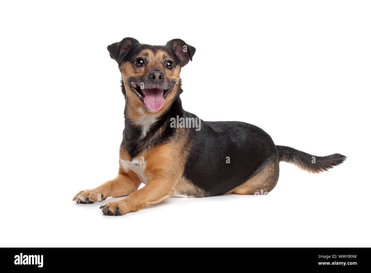black and tan Jack Russel Terrier in front of a white background Stock