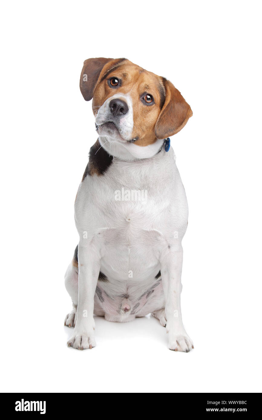 Beagle in front of a white background Stock Photo - Alamy