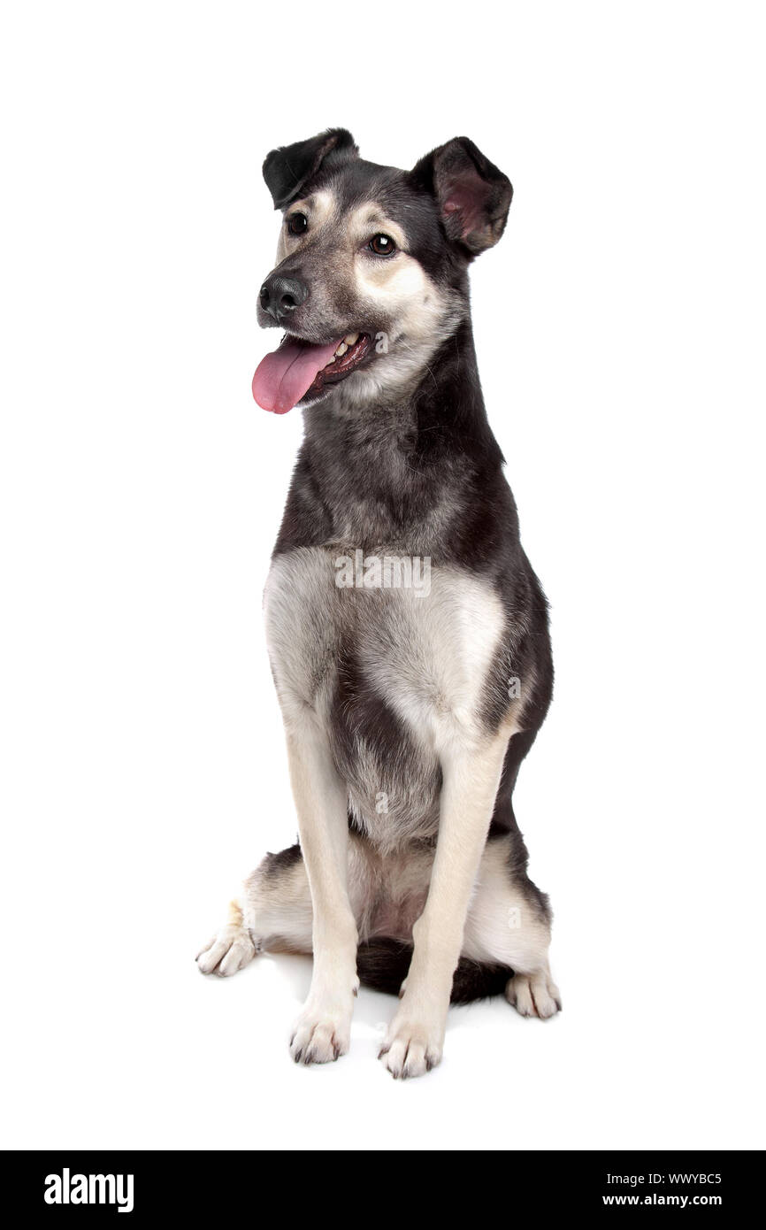 mixed breed dog in front of a white background Stock Photo - Alamy