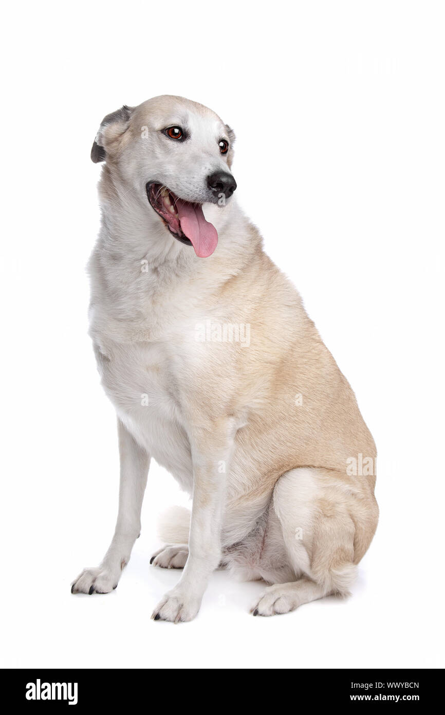 mixed breed dog in front of a white background Stock Photo - Alamy