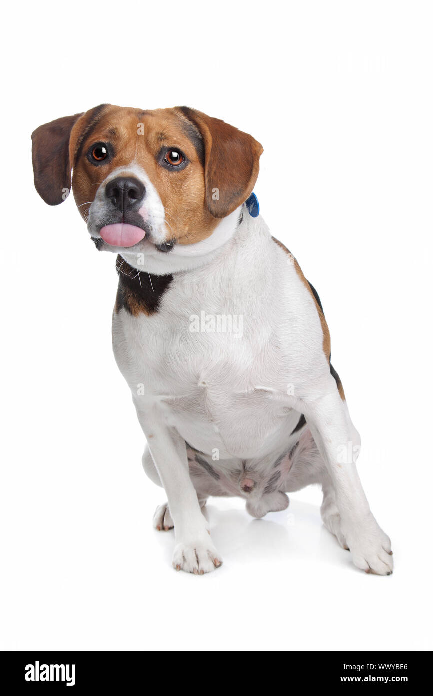 Beagle in front of a white background Stock Photo - Alamy