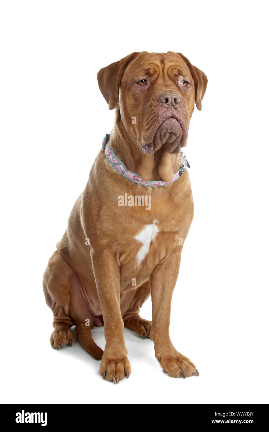 White french sale mastiff