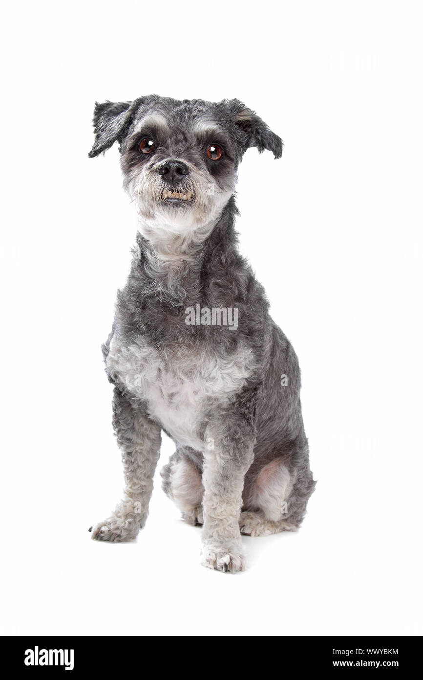 mixed breed dog in front of a white background Stock Photo - Alamy