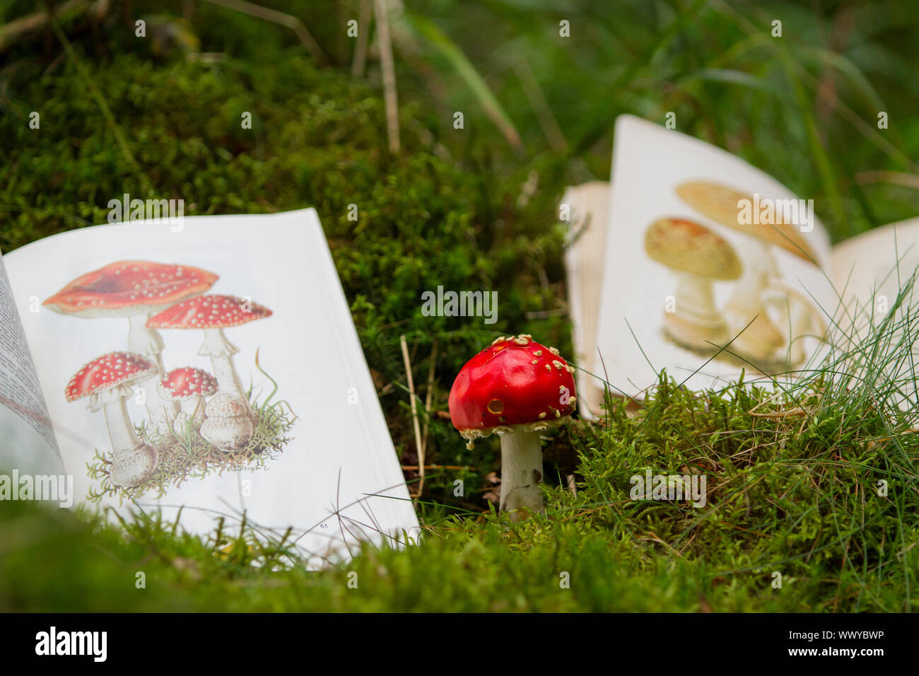 determination of mushrooms with mushroom book Stock Photo