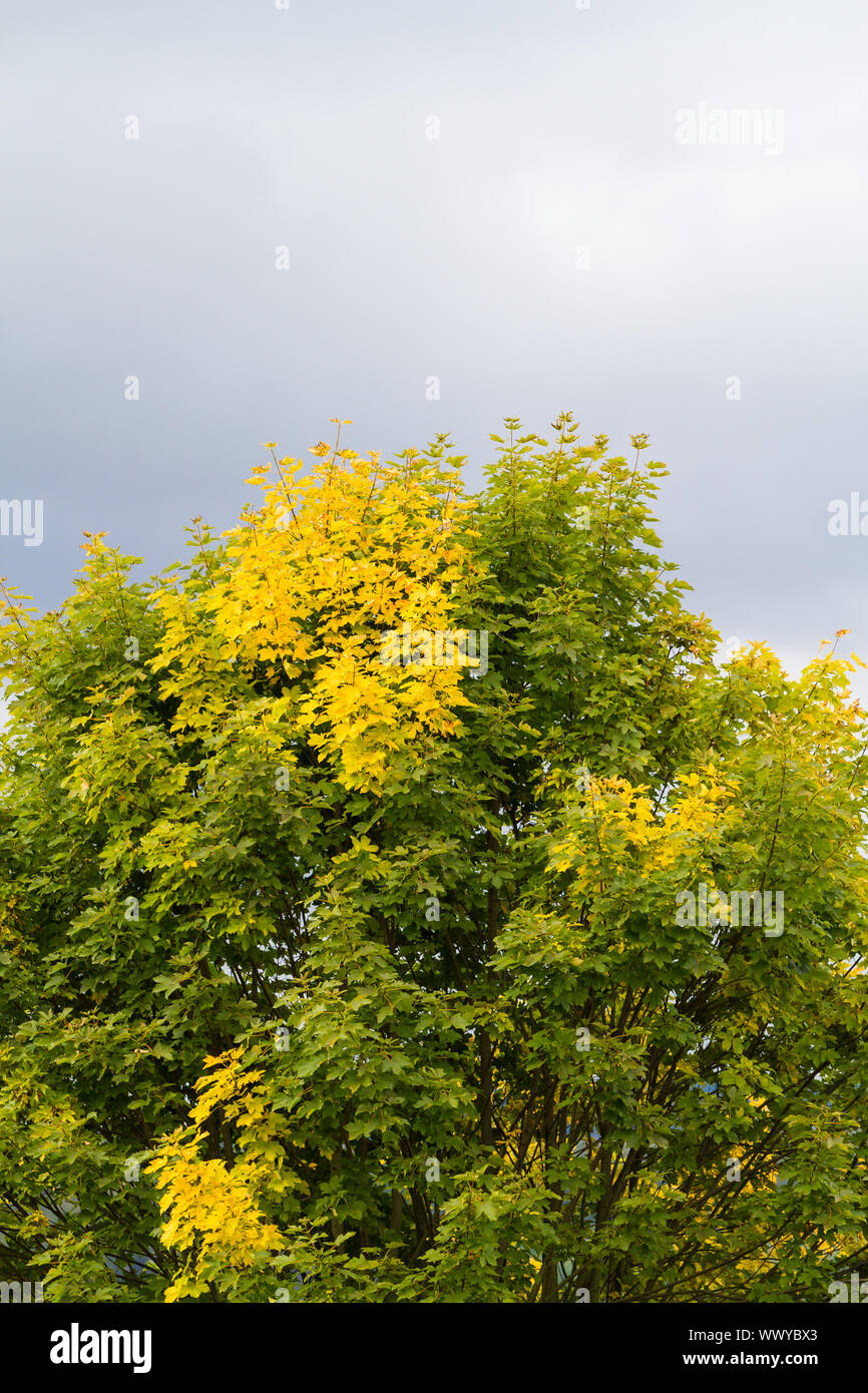 light leaf colouring maple in autumn Stock Photo