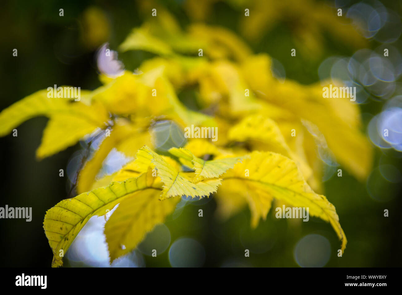 Branch foliage colouring in autumn Stock Photo