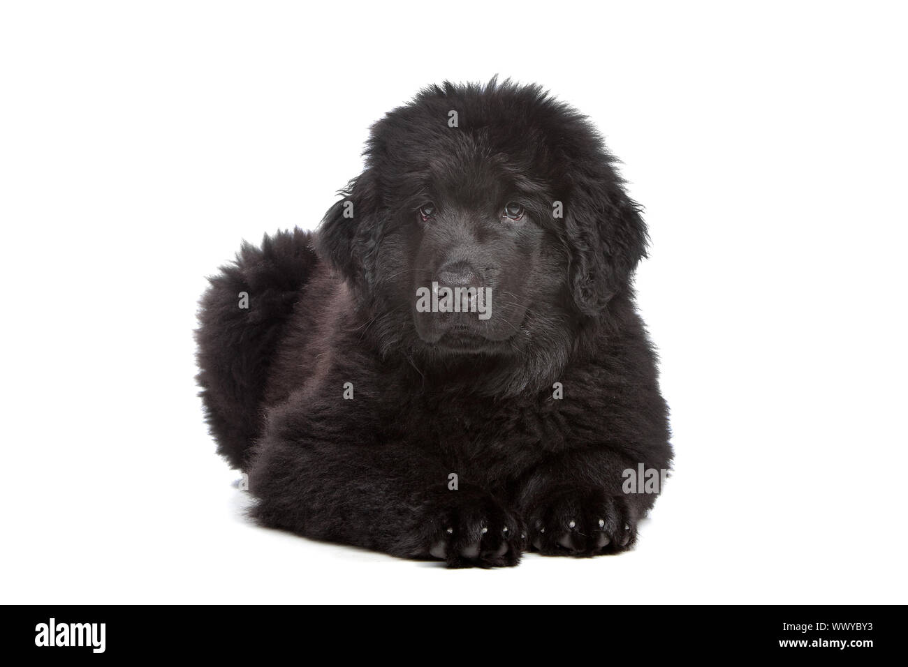 Black Newfoundland puppy in front of white background Stock Photo - Alamy