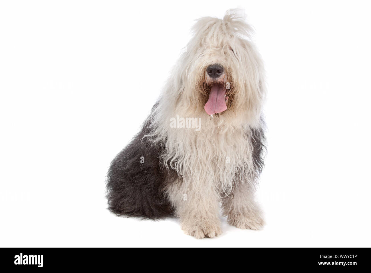 Autumn Dogwalk Stock Photo - Download Image Now - Old English Sheepdog,  Bearded Collie, Purebred Dog - iStock