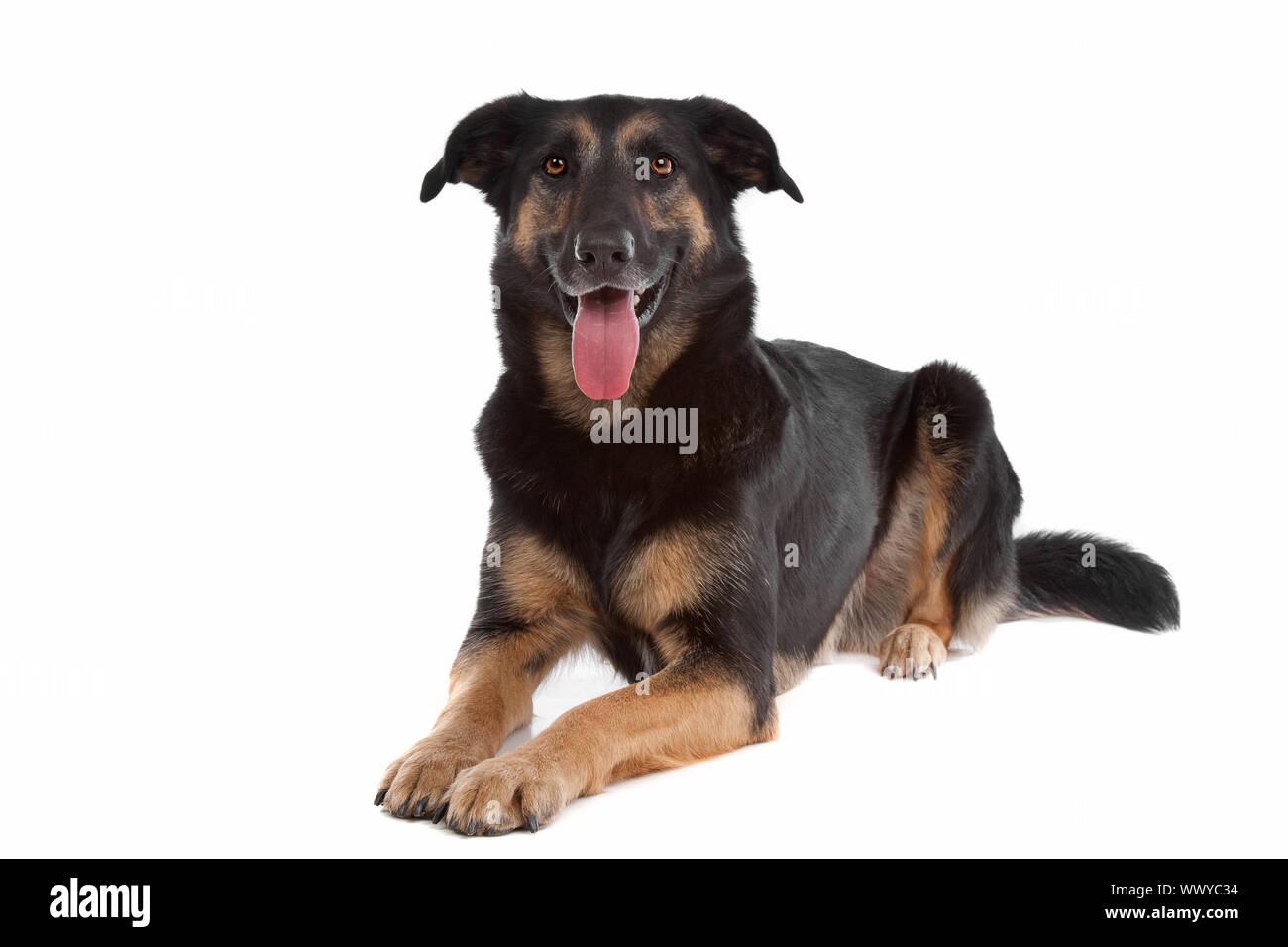 mixed breed shepherd dog in front of a white background Stock Photo Alamy