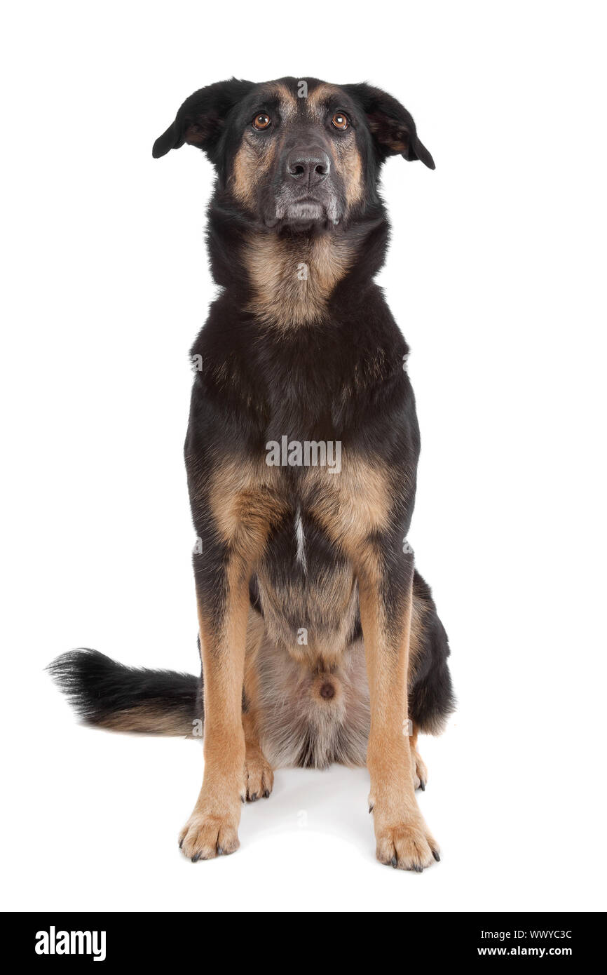 mixed breed shepherd dog in front of a white background Stock Photo Alamy