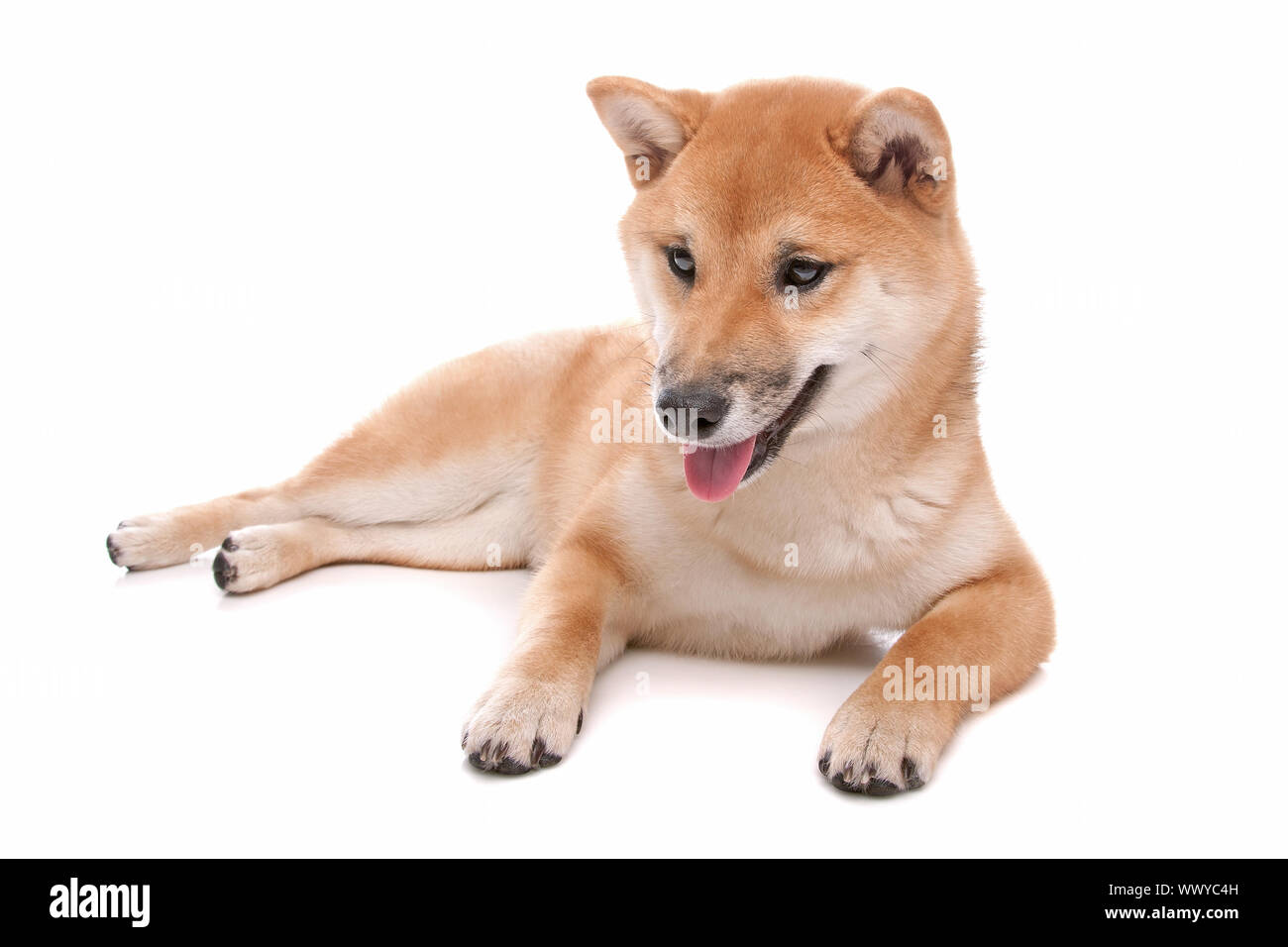 Japanese Shiba Inu dog Stock Photo - Alamy