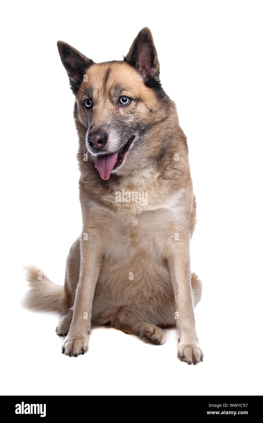 mixed breed dog of a husky and a Belgian shepherd dog in front of