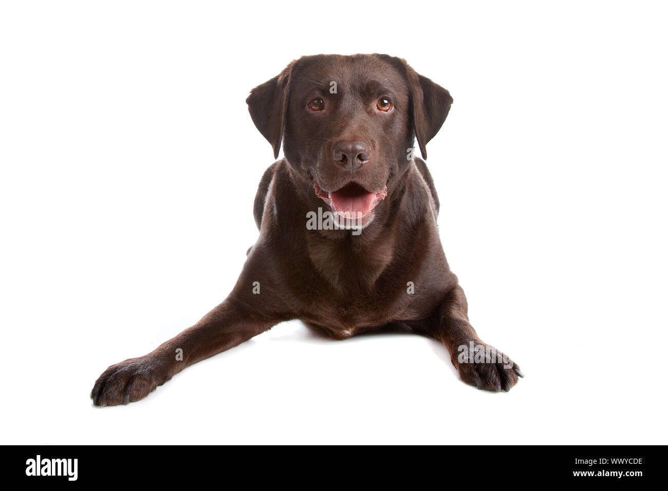 Chocolate Labrador Retriever dog lying down, isolated on a white background Stock Photo