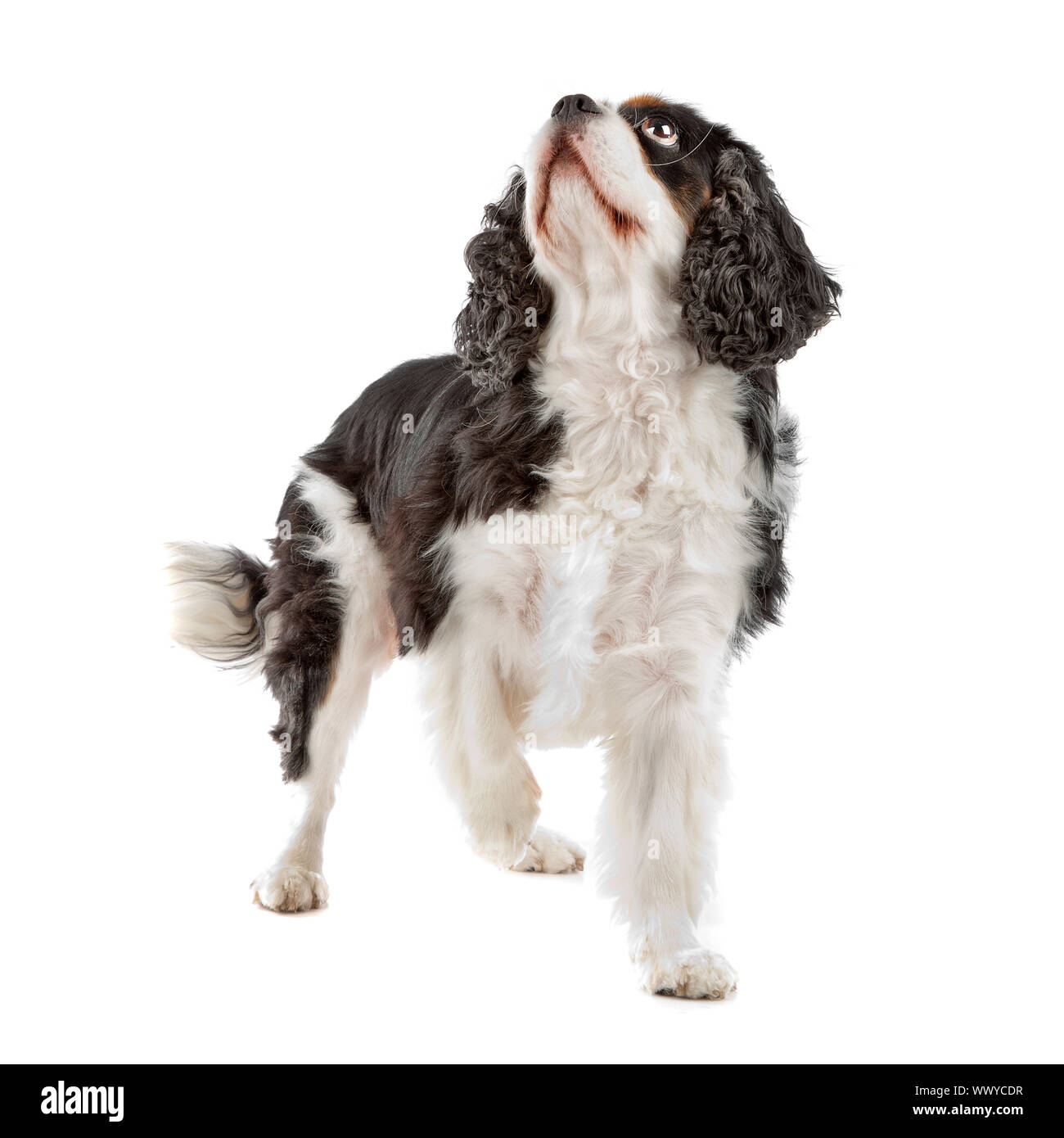 Cute Cavalier King Charles Spaniel dog looking up, on a white ...