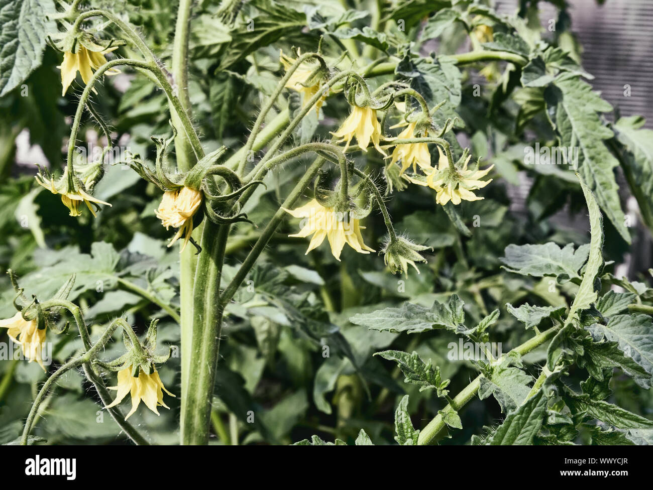 Bloom in the greenhouse tomato plants Stock Photo Alamy