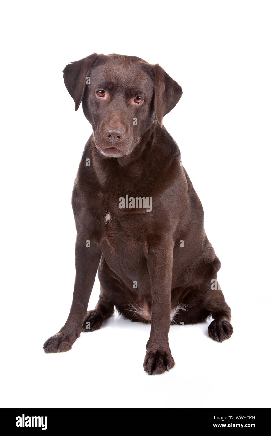Chocolate Labrador Retriever dog sitting isolated on a white background Stock Photo