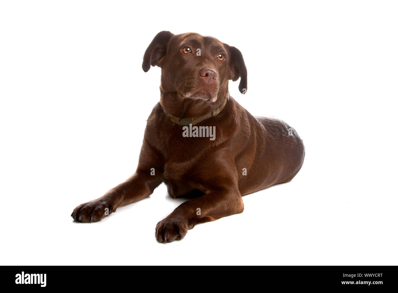 Chocolate labrador retriever dog lying and looking away, isolated on a white background. Stock Photo